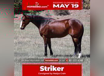 American Quarter Horse, Castrone, 11 Anni, 155 cm, Baio ciliegia