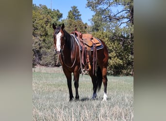 American Quarter Horse, Castrone, 11 Anni, 155 cm, Baio ciliegia