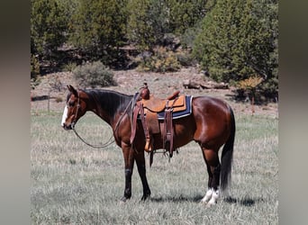 American Quarter Horse, Castrone, 11 Anni, 155 cm, Baio ciliegia