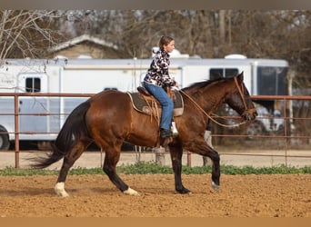 American Quarter Horse, Castrone, 11 Anni, 155 cm, Baio ciliegia