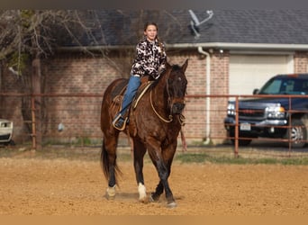 American Quarter Horse, Castrone, 11 Anni, 155 cm, Baio ciliegia