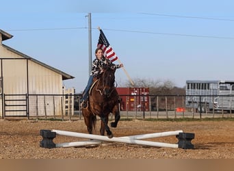 American Quarter Horse, Castrone, 11 Anni, 155 cm, Baio ciliegia