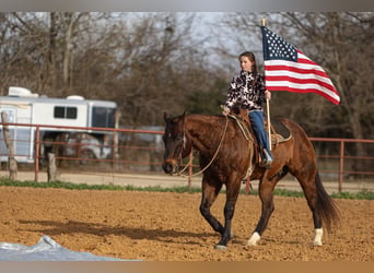 American Quarter Horse, Castrone, 11 Anni, 155 cm, Baio ciliegia