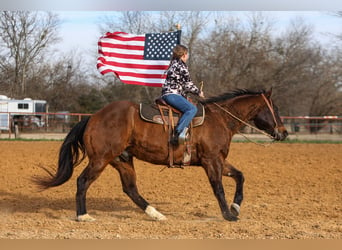 American Quarter Horse, Castrone, 11 Anni, 155 cm, Baio ciliegia