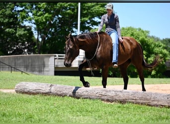 American Quarter Horse, Castrone, 11 Anni, 155 cm, Baio ciliegia