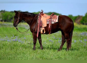 American Quarter Horse, Castrone, 11 Anni, 155 cm, Baio ciliegia