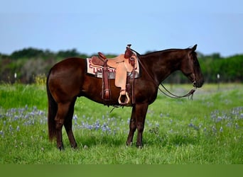 American Quarter Horse, Castrone, 11 Anni, 155 cm, Baio ciliegia