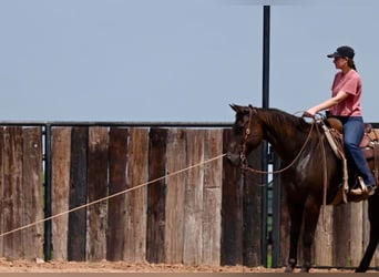 American Quarter Horse, Castrone, 11 Anni, 155 cm, Baio ciliegia