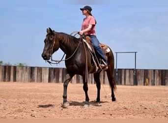 American Quarter Horse, Castrone, 11 Anni, 155 cm, Baio ciliegia