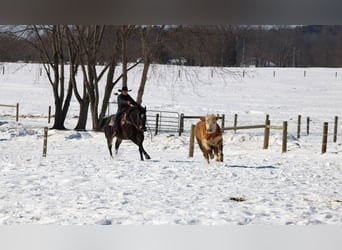American Quarter Horse, Castrone, 11 Anni, 155 cm, Baio