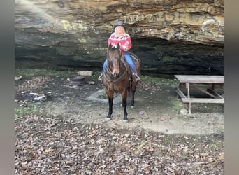 American Quarter Horse, Castrone, 11 Anni, 155 cm, Baio roano