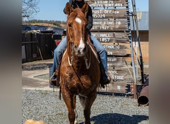 American Quarter Horse, Castrone, 11 Anni, 155 cm, Champagne