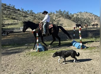 American Quarter Horse, Castrone, 11 Anni, 155 cm, Morello