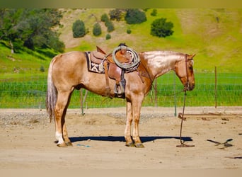 American Quarter Horse, Castrone, 11 Anni, 155 cm, Palomino