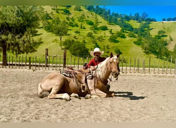 American Quarter Horse, Castrone, 11 Anni, 155 cm, Palomino