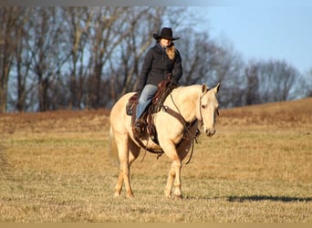 American Quarter Horse, Castrone, 11 Anni, 155 cm, Palomino