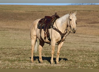 American Quarter Horse, Castrone, 11 Anni, 155 cm, Palomino