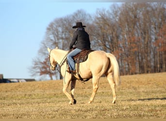 American Quarter Horse, Castrone, 11 Anni, 155 cm, Palomino