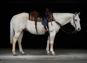 American Quarter Horse, Castrone, 11 Anni, 155 cm, Palomino