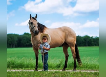 American Quarter Horse, Castrone, 11 Anni, 155 cm, Pelle di daino