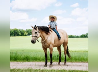 American Quarter Horse, Castrone, 11 Anni, 155 cm, Pelle di daino