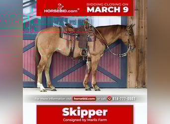 American Quarter Horse, Castrone, 11 Anni, 155 cm, Red dun