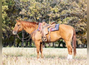 American Quarter Horse, Castrone, 11 Anni, 155 cm, Red dun