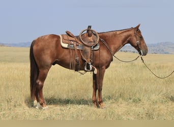 American Quarter Horse, Castrone, 11 Anni, 155 cm, Roano rosso