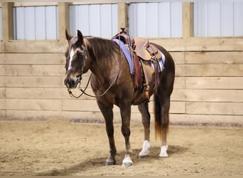 American Quarter Horse, Castrone, 11 Anni, 155 cm, Sauro ciliegia