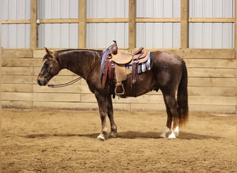 American Quarter Horse, Castrone, 11 Anni, 155 cm, Sauro ciliegia