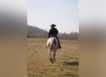 American Quarter Horse, Castrone, 11 Anni, 155 cm, Sauro scuro