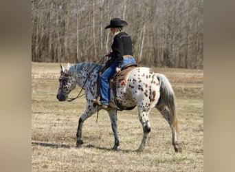 American Quarter Horse, Castrone, 11 Anni, 155 cm, Sauro scuro
