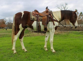 American Quarter Horse, Castrone, 11 Anni, 155 cm, Sauro scuro