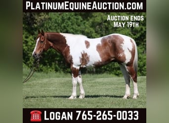 American Quarter Horse, Castrone, 11 Anni, 155 cm, Tobiano-tutti i colori