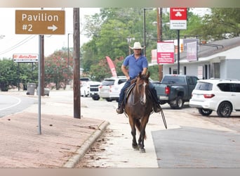 American Quarter Horse, Castrone, 11 Anni, 157 cm, Baio ciliegia