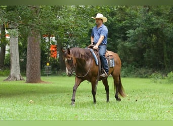 American Quarter Horse, Castrone, 11 Anni, 157 cm, Baio ciliegia