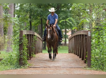 American Quarter Horse, Castrone, 11 Anni, 157 cm, Baio ciliegia