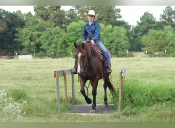 American Quarter Horse, Castrone, 11 Anni, 157 cm, Baio ciliegia