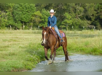 American Quarter Horse, Castrone, 11 Anni, 157 cm, Baio ciliegia