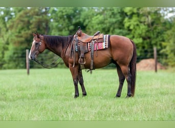 American Quarter Horse, Castrone, 11 Anni, 157 cm, Baio ciliegia