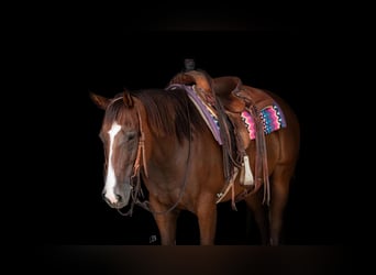 American Quarter Horse, Castrone, 11 Anni, 157 cm, Baio ciliegia