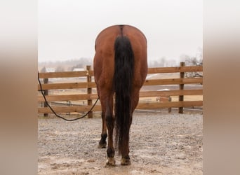 American Quarter Horse, Castrone, 11 Anni, 157 cm, Baio ciliegia