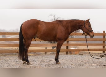 American Quarter Horse, Castrone, 11 Anni, 157 cm, Baio ciliegia