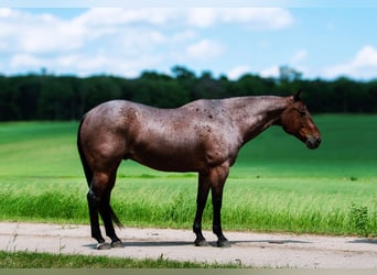 American Quarter Horse, Castrone, 11 Anni, 157 cm, Baio roano