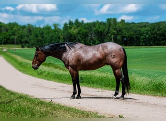 American Quarter Horse, Castrone, 11 Anni, 157 cm, Baio roano