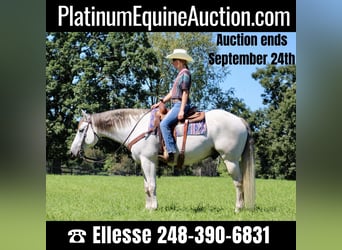 American Quarter Horse, Castrone, 11 Anni, 157 cm, Grigio pezzato