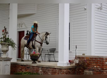 American Quarter Horse, Castrone, 11 Anni, 157 cm, Grigio pezzato