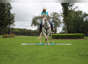 American Quarter Horse, Castrone, 11 Anni, 157 cm, Grigio pezzato