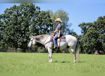 American Quarter Horse, Castrone, 11 Anni, 157 cm, Grigio pezzato