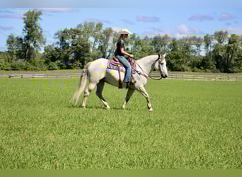 American Quarter Horse, Castrone, 11 Anni, 157 cm, Grigio pezzato